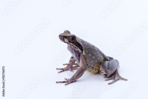 Megophrys parva (Lesser Stream Horned Frog) : frog on white background. Amphibian of Thailand photo