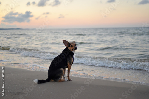 Fototapeta Naklejka Na Ścianę i Meble -  Siedzący na plaży samotny pies