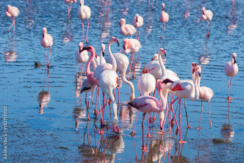 Naklejka premium Group of pink flamingos on the sea at Walvis Bay, the atlantic coast of Namibia, Africa.