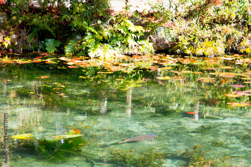 Fototapeta Naklejka Na Ścianę i Meble -  Monet's Pond, Seki, Gifu, Japan