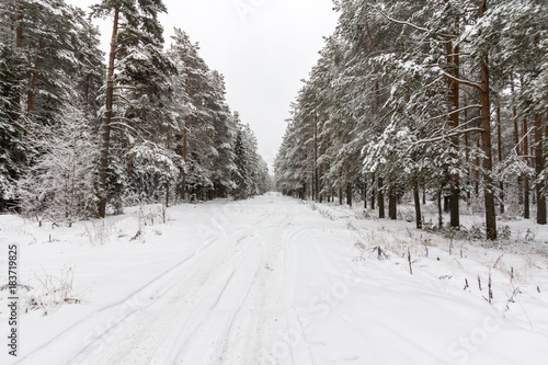 a narrow path goes through a snow-covered coniferous forest