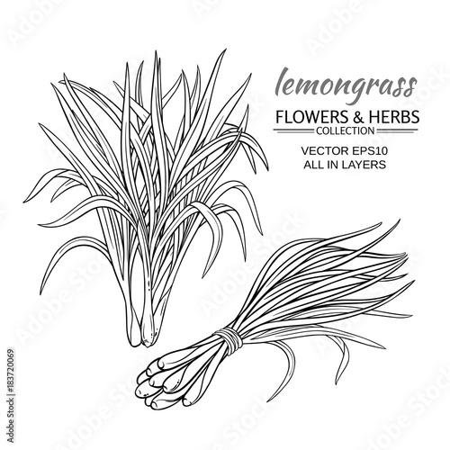lemongrass vector set