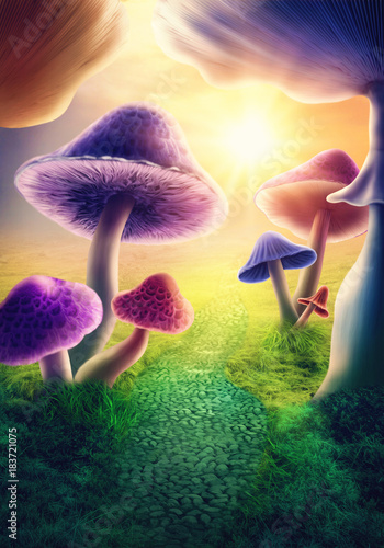 Fototapeta Colorful mushrooms