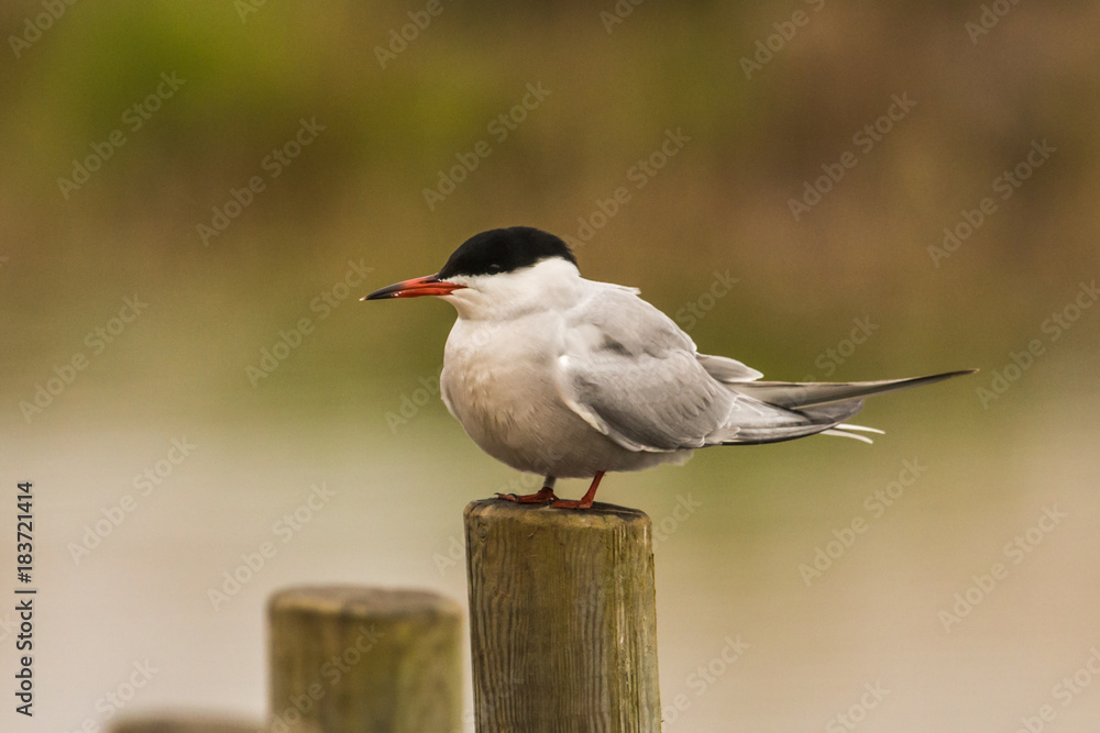 Fototapeta premium Arctic tern Sterna paradisaea