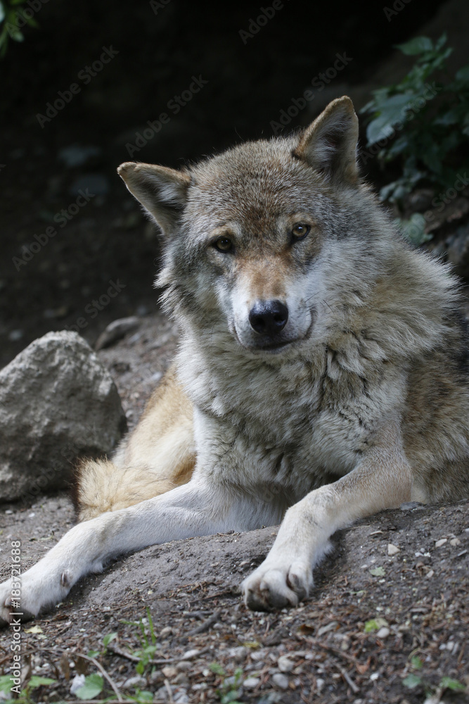 Wolf liegt am Boden, Canis lupus