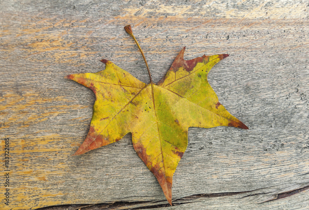 Autumn leaf with yellow, green and red color on wooden table Autumn leaf with yellow, green and red color on wooden table