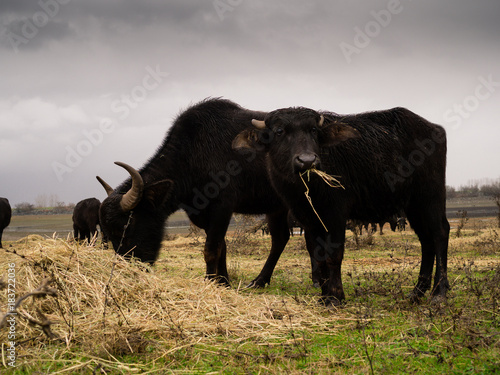KERKINI  GREECE- 02.12.2017  Herd of black bison feeds on the meadow in Greece