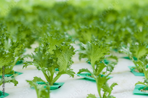 Young lettuce growth in hydroponics system