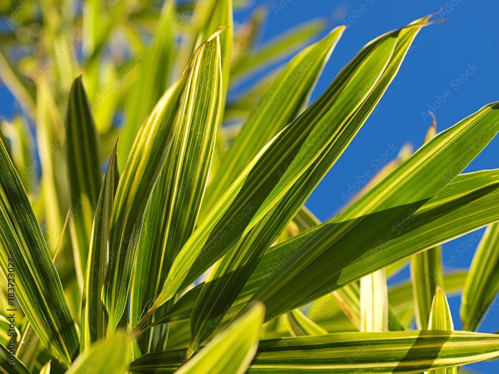 Obraz premium 斑入りタケの葉