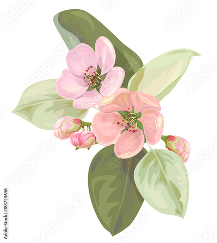 Spring blossom (bloom), branch with pink apple tree flowers close-up. Bouquet light floret, buds, green leaves, white background. Digital draw illustration in watercolor style for design, vector