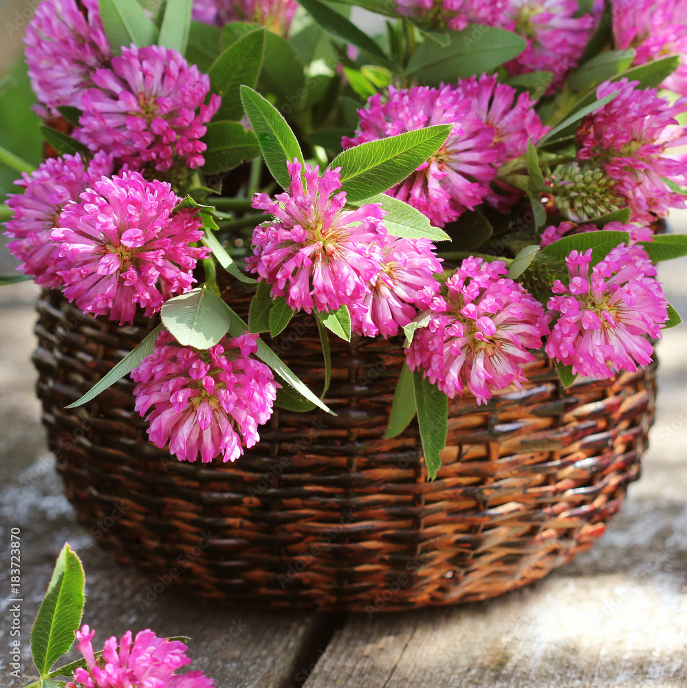 Clover flowers in a basket. Herbs harvesting of medicinal raw materials Clover flowers in a basket. Herbs harvesting of medicinal raw materials