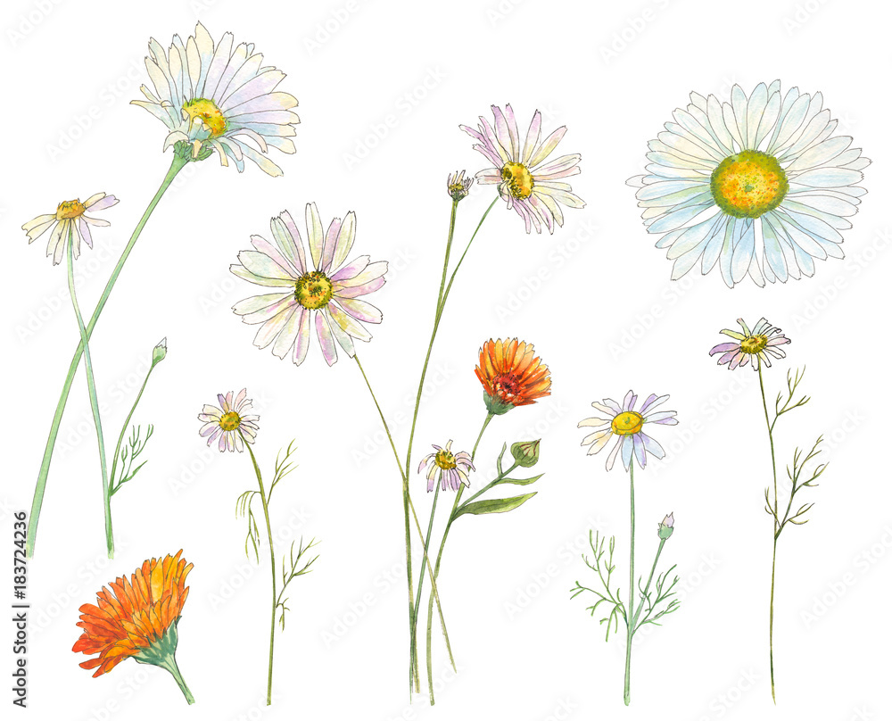 Fototapeta premium Set of Chamomile (Daisy) and Calendula (Marigold), white, orange flowers and leaves, bouquet, hand draw watercolor painting, realistic botanical illustration on white background