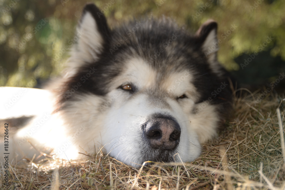 Alaskan malamute have a rest after good walk in Carpathian mountains