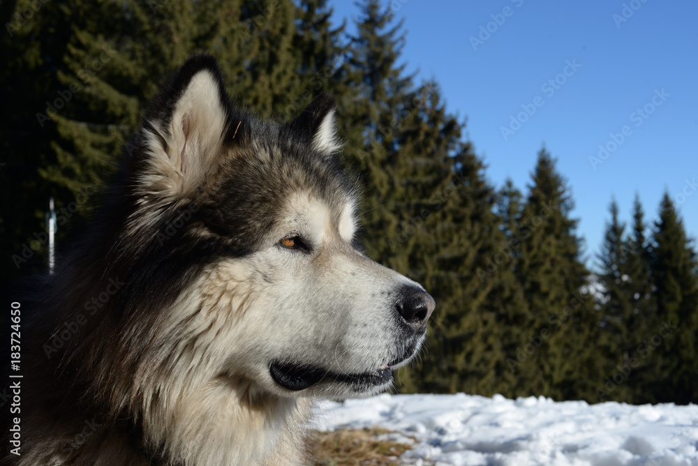 Alaskan malamute in front of winter spruce forest Alaskan malamute in front of winter spruce forest
