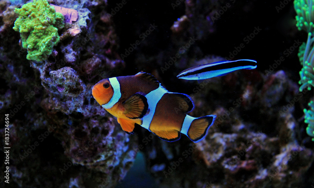 Most popular fish in reef tanks Most popular fish in reef tanks