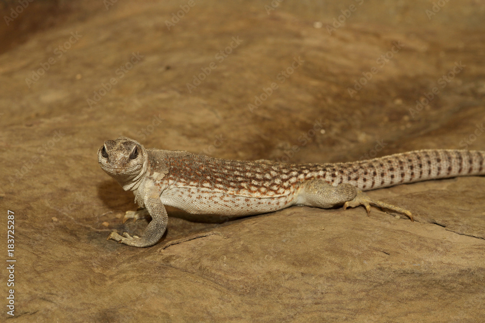 Naklejka premium Wüstenleguan im Sand, Dipsosaurus dorsalis
