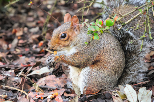 Squirrel in the Regent s Park of London