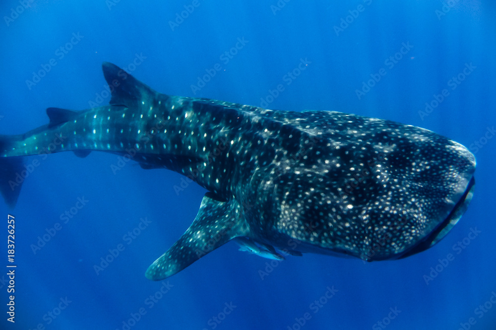 Naklejka premium whale shark in the Indian Ocean