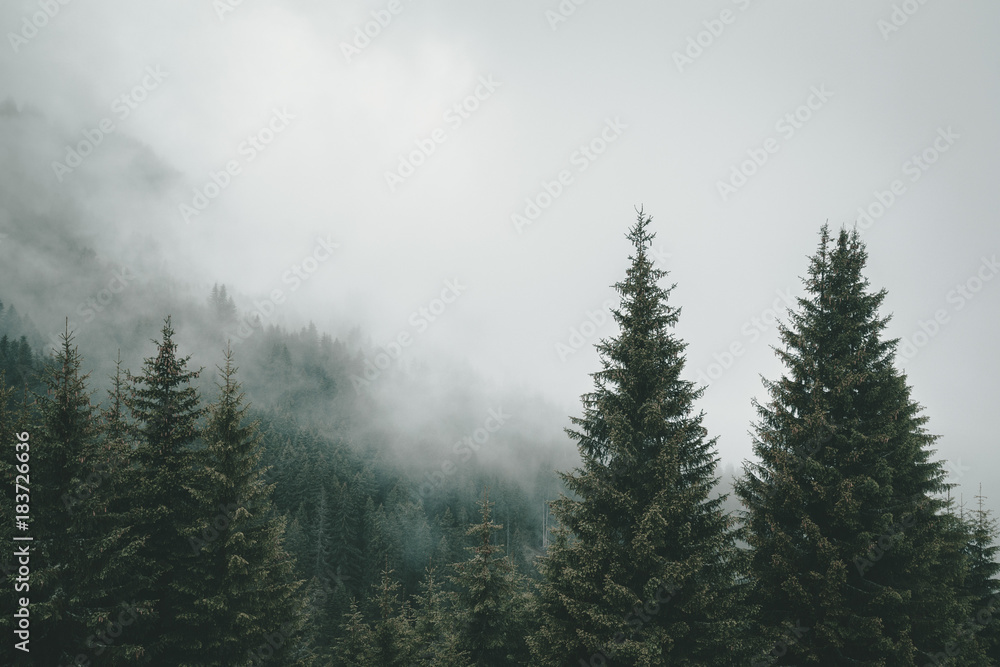 Fog in the trees
