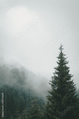 Fog in the trees © Benno