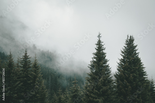 Fog in the trees