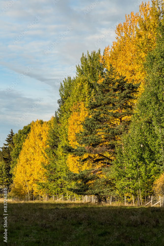 Fototapeta premium Lövskog i gula och gröna höstfärger
