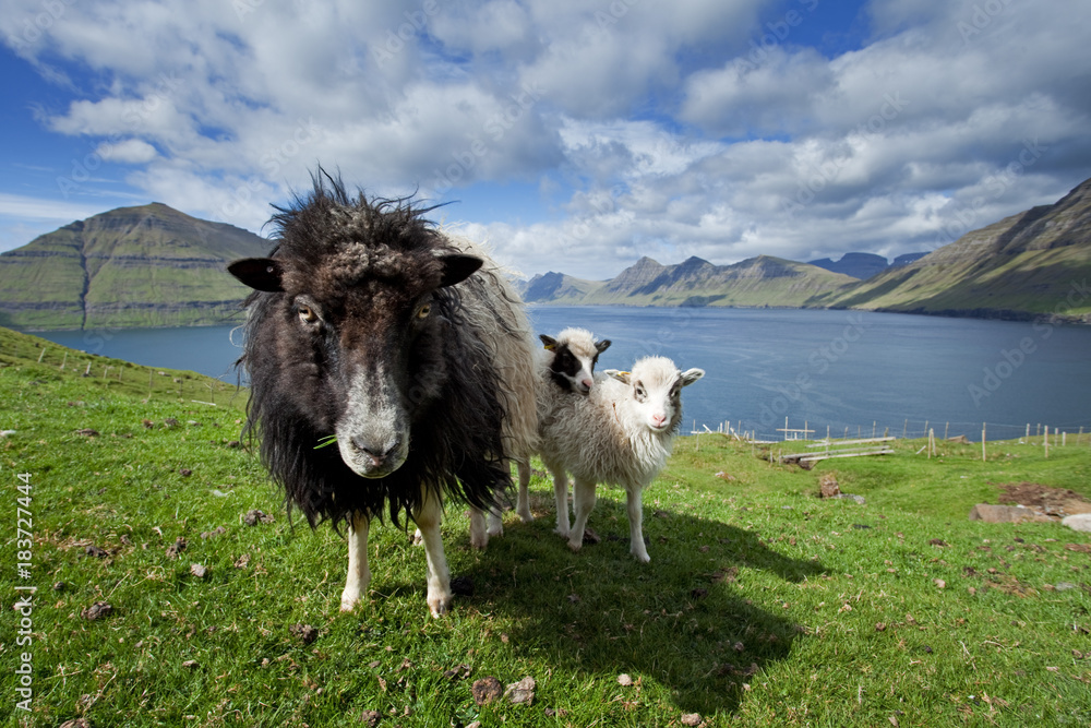 Fototapeta premium Faroe island, sheep
