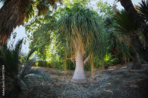 Elephant-foot tree, Nolina Recurvata, Nolina, Family photo