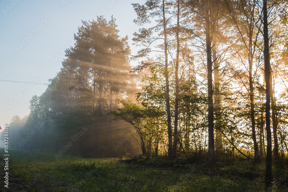 The sun's rays shine through the trees in the morning in the forest