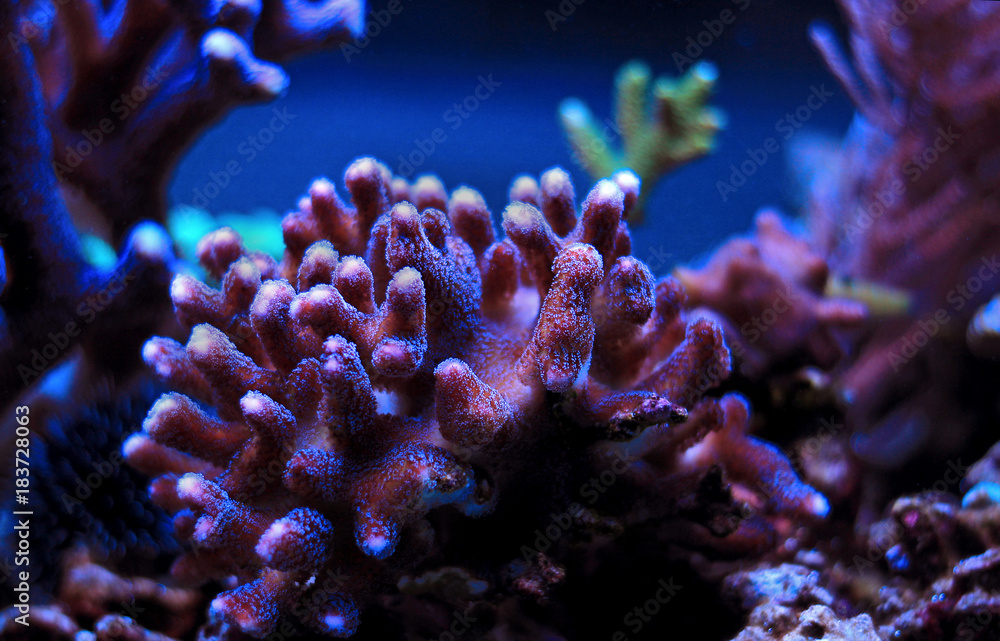 Naklejka premium Colorful sps coral in saltwater reef aquarium