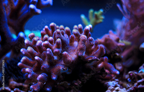 Colorful sps coral in saltwater reef aquarium