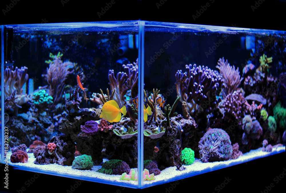 Naklejka premium Coral reef saltwater aquarium scene