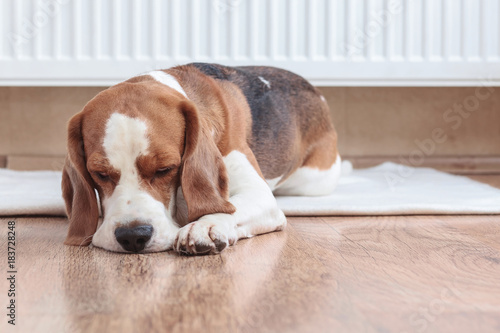  Beagle lays near a warm radiator