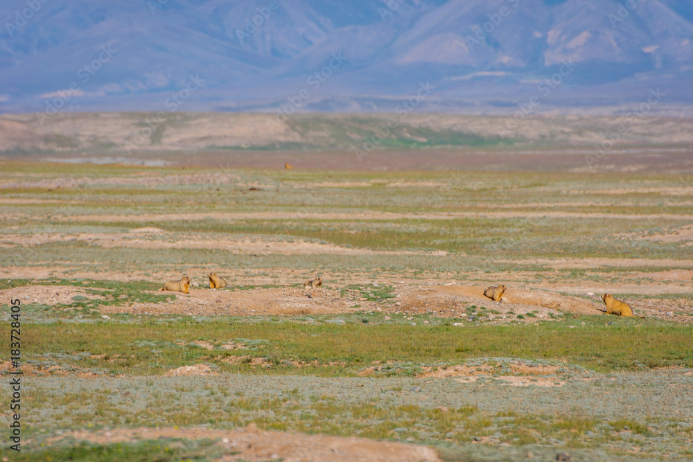 Fototapeta premium Marmots looking out of their holes