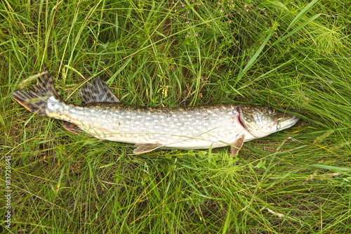 The pike lies on the grass. Fishing catch on the river in a summer day.