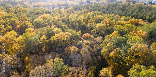 Aerial view of the forest with trees covered with yellow foliag