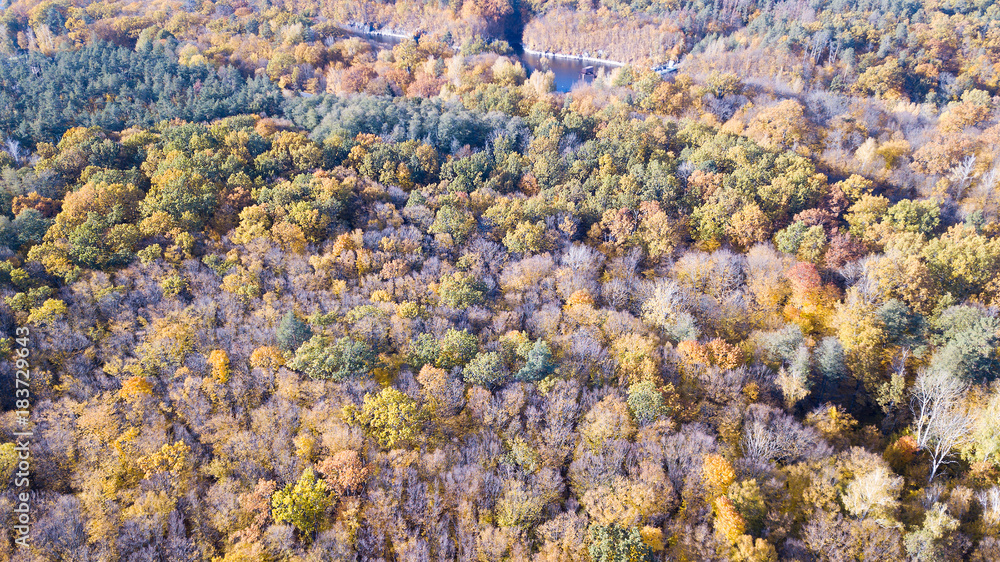 Aerial view of the forest with trees covered with yellow foliag Aerial view of the forest with trees covered with yellow foliag