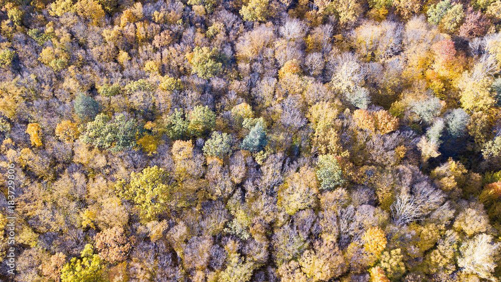 Aerial view of the forest with trees covered with yellow foliage, top view Aerial view of the forest with trees covered with yellow foliage, top view