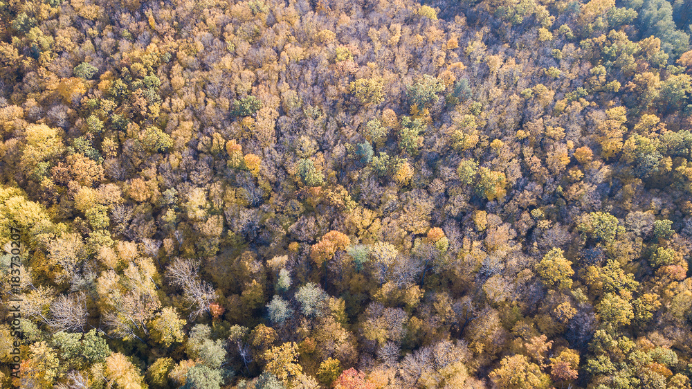 Aerial view of the forest with trees covered with yellow foliage, top view Aerial view of the forest with trees covered with yellow foliage, top view