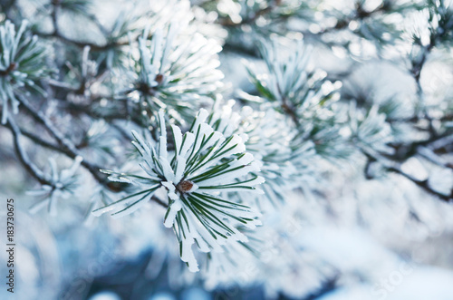 Pine tree twigs in snow  winter background
