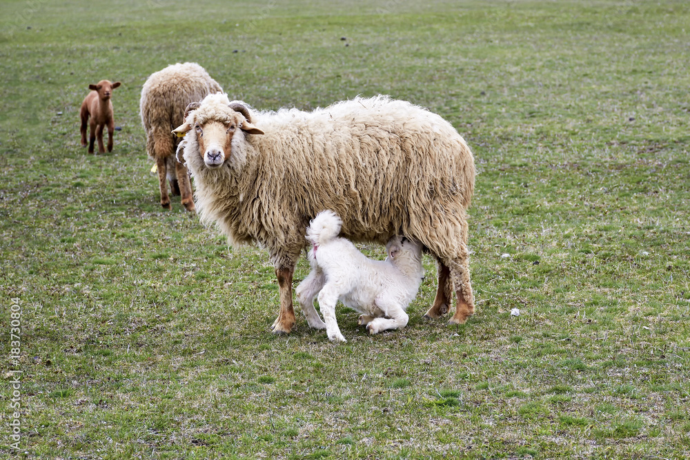sheeps and lambs sheeps and lambs