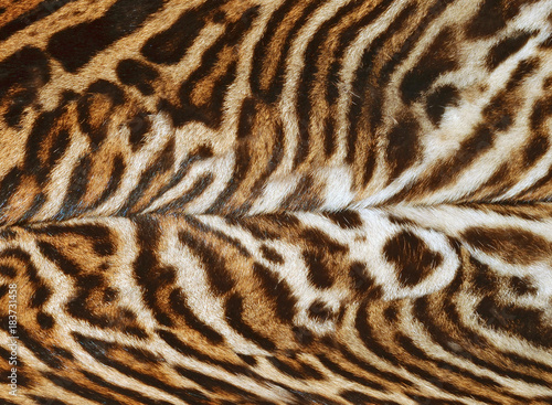 exotic feline fur texture background