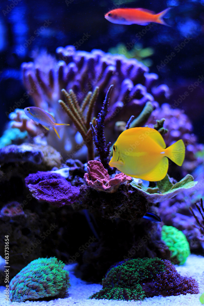 Naklejka premium Yellow tang swim with oyher fishes in aquarium tank