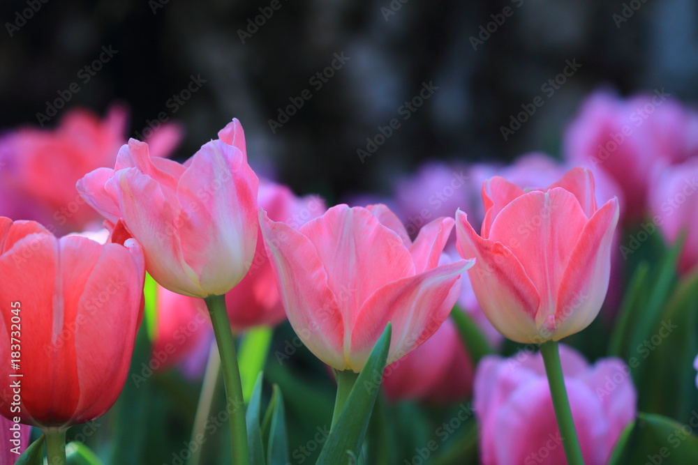 Fototapeta premium Tulip in winter