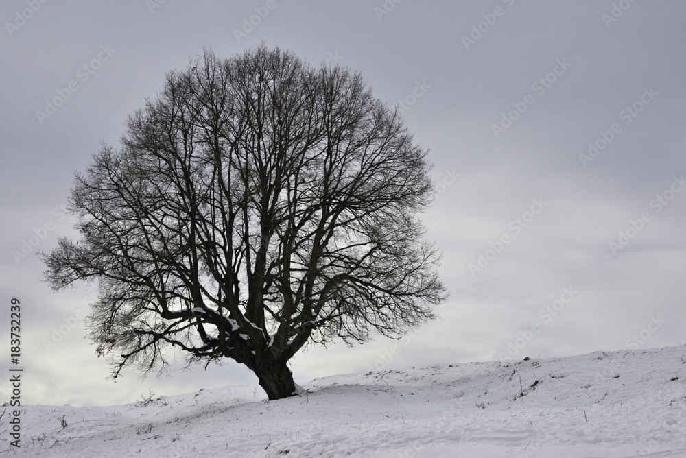 Fototapeta premium winter tree's