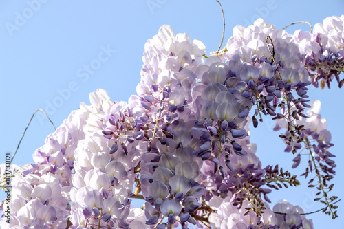 blooming purple wisteria flower on branch with blue sky photo