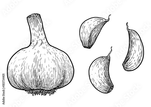 Garlic illustration, drawing, engraving, ink, line art, vector