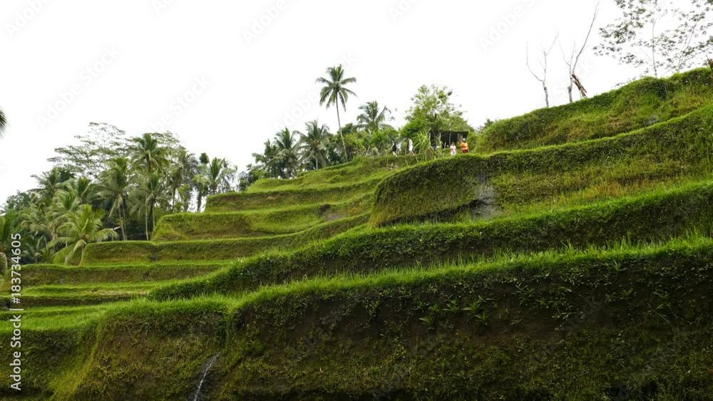 Natural irrigation system at Desa Pakraman rice terrace, Bali, Indonesia Natural irrigation system at Desa Pakraman rice terrace, Bali, Indonesia