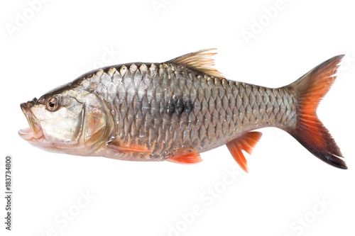raw fish freshwater isolate on white background