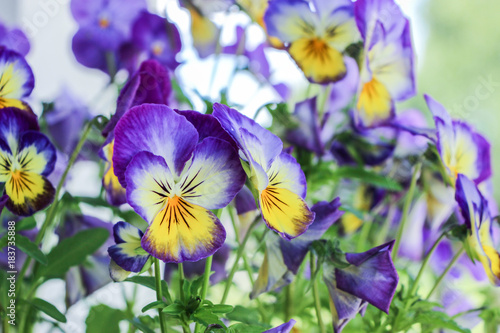 close up of purple viola tricolor flower blossom